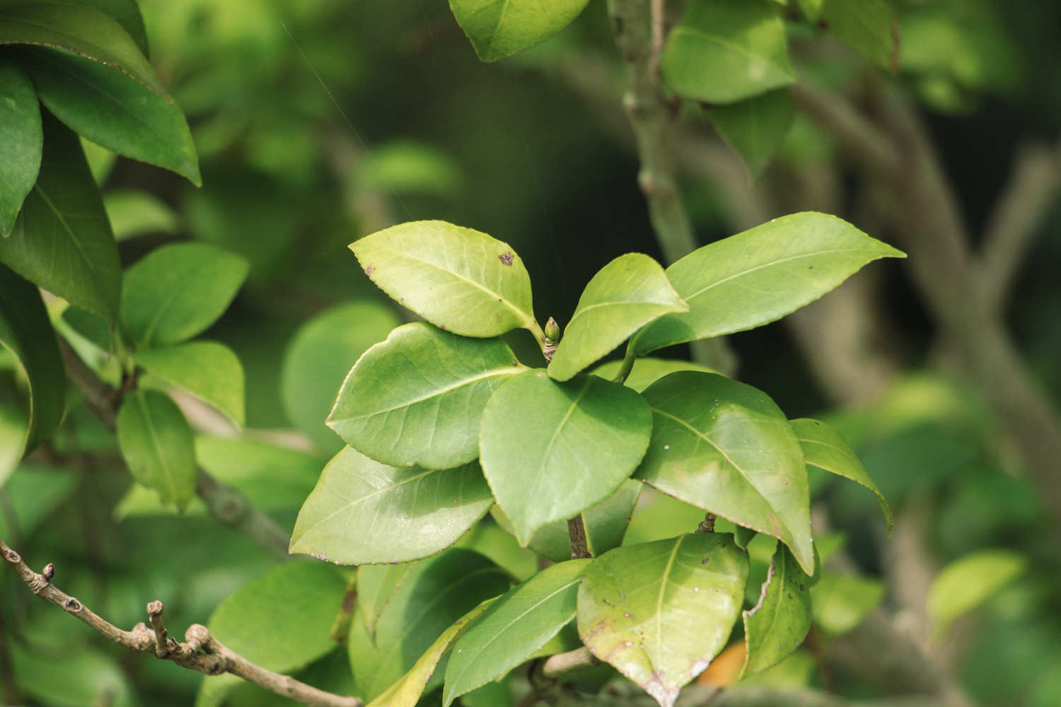山茶花 山茶花